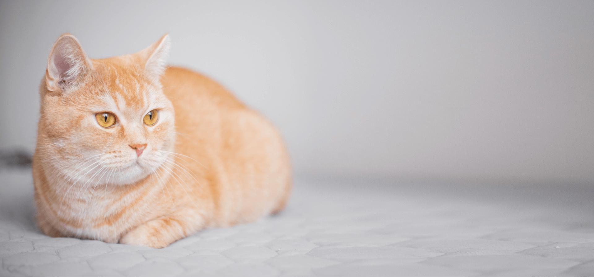 Supporting kidney health in cats